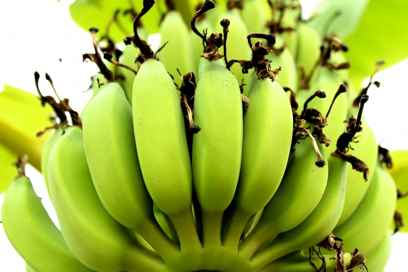 未成熟的绿色香蕉图片(12张)
