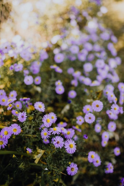 紫色的小雏菊图片(10张)