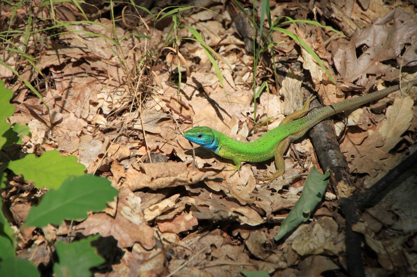 绿色的蜥蜴图片(15张)