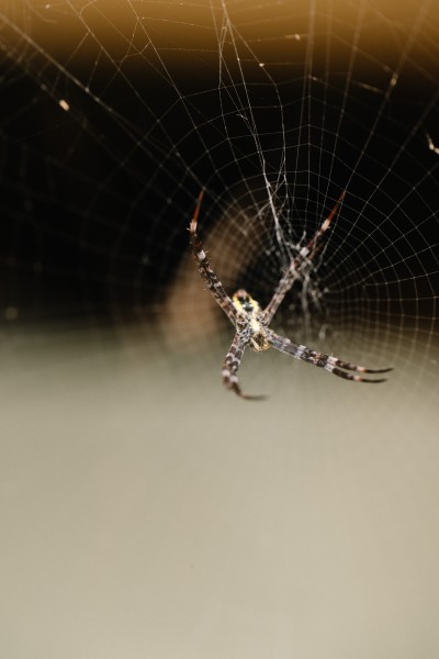 蜘蛛网上的蜘蛛图片(10张)