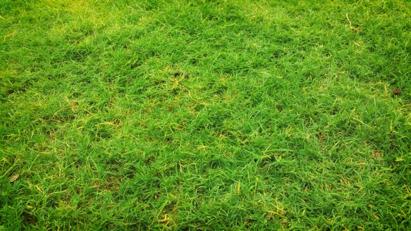 平坦的绿色草坪图片(13张)