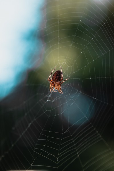 蜘蛛网上的蜘蛛图片(10张)