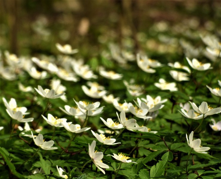 白色的银莲花图片(15张)