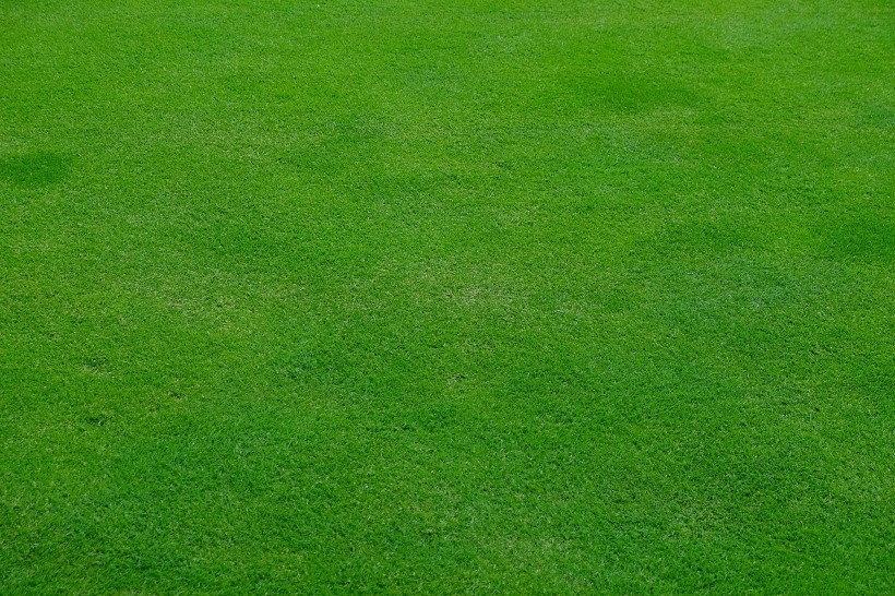 平坦的绿色草坪图片(13张)