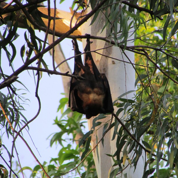 倒挂的蝙蝠图片(11张)