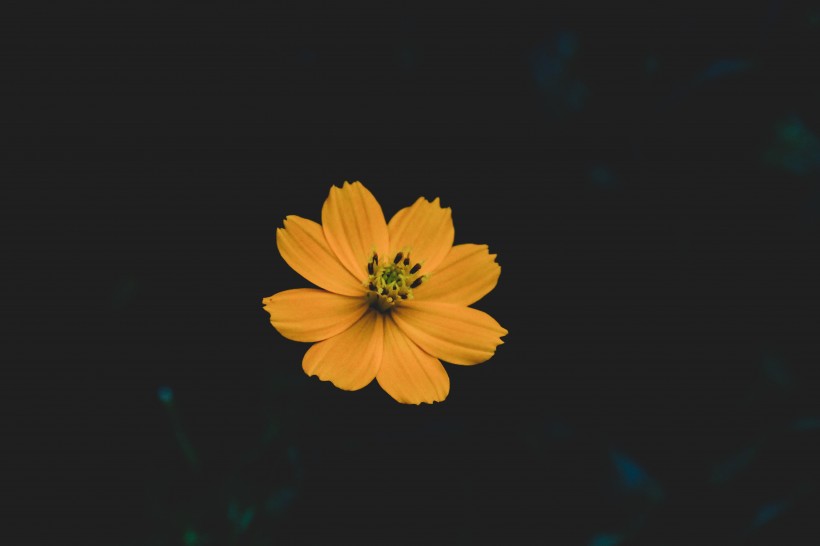一朵绽放的野花图片(11张)