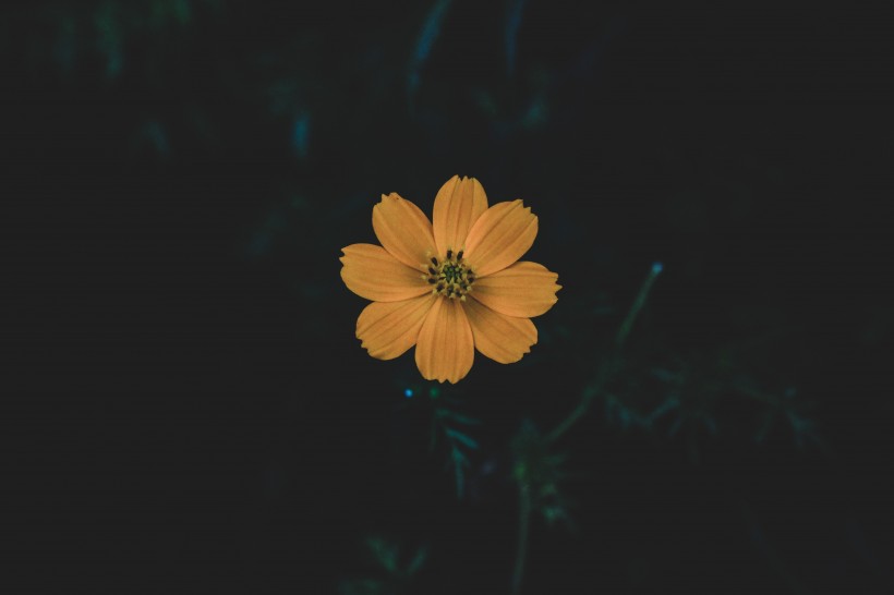 一朵绽放的野花图片(11张)