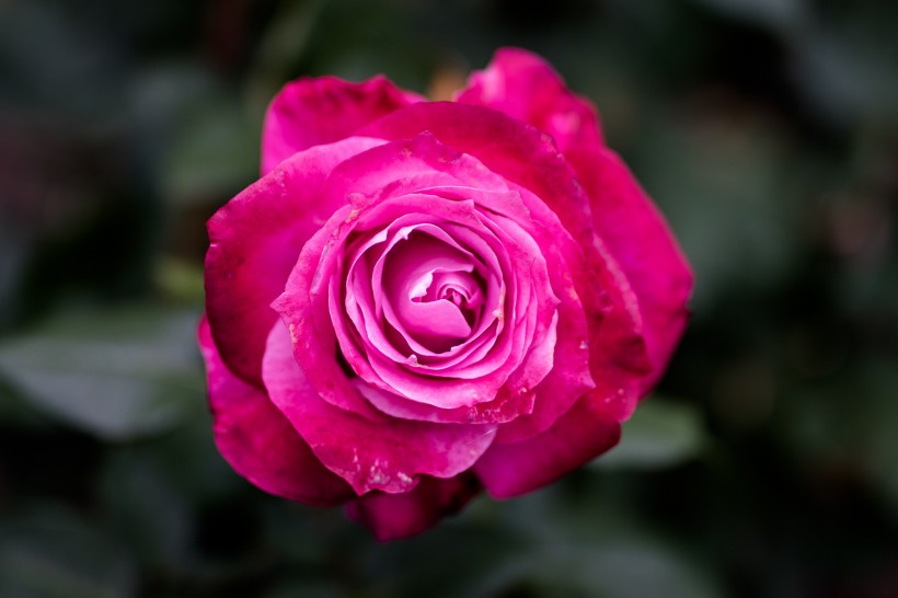 鲜艳的玫瑰花图片(10张)