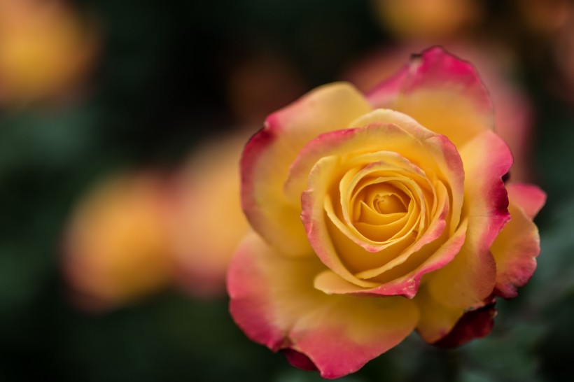 鲜艳的玫瑰花图片(10张)