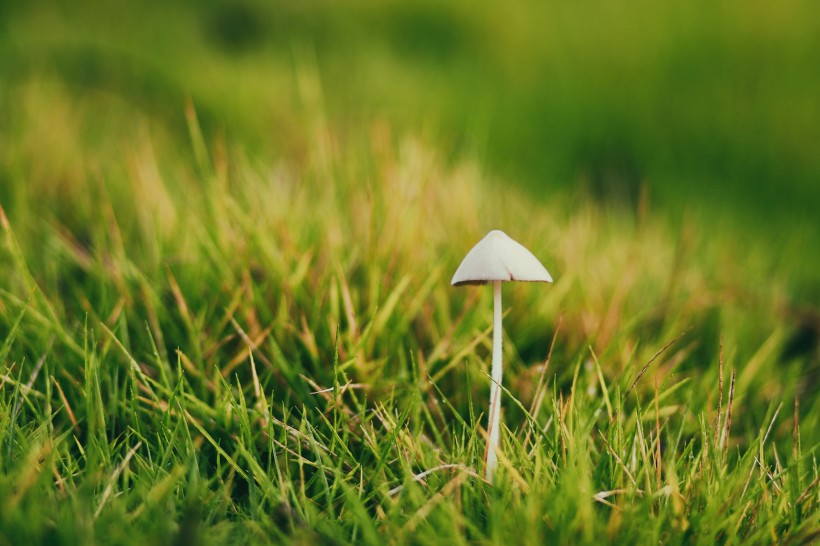 小清新的蘑菇图片(10张)
