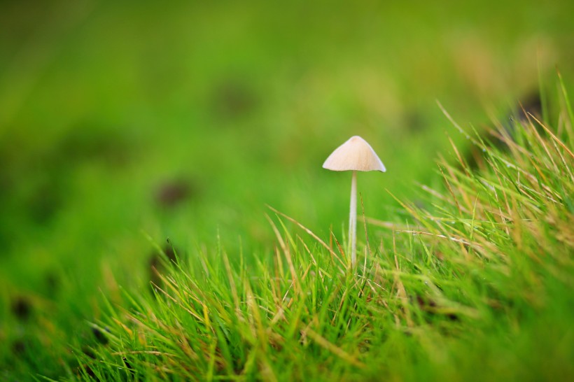 小清新的蘑菇图片(10张)