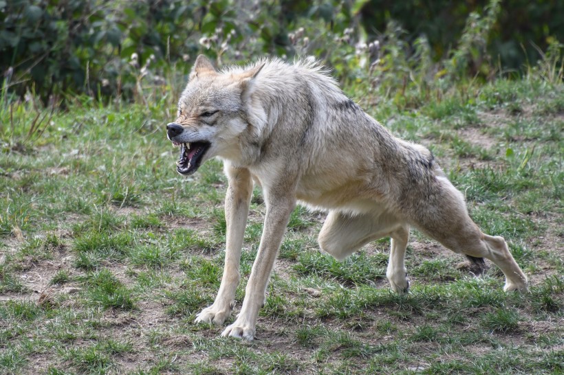 一只野狼高清图片(14张)