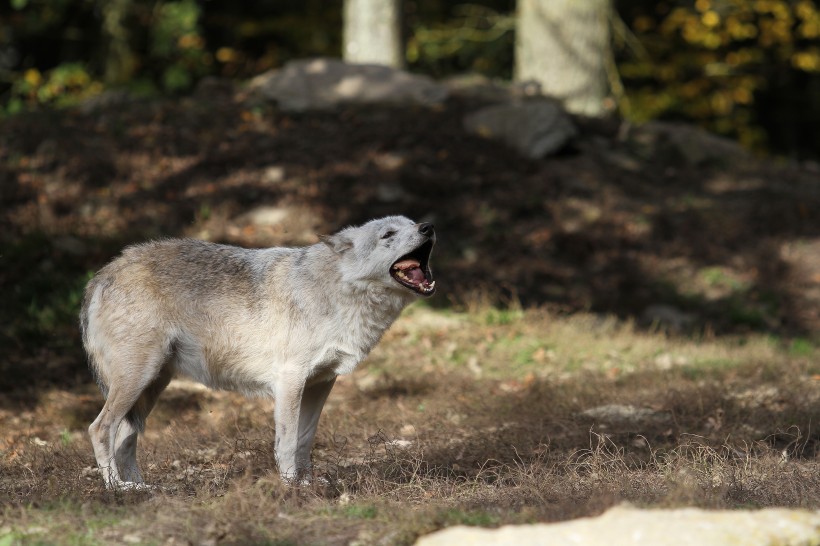 一只野狼高清图片(14张)