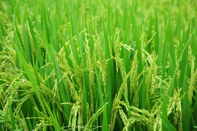 稻田里的水稻图片(11张)