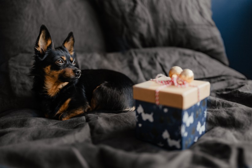 床上的礼物盒和狗图片(12张)