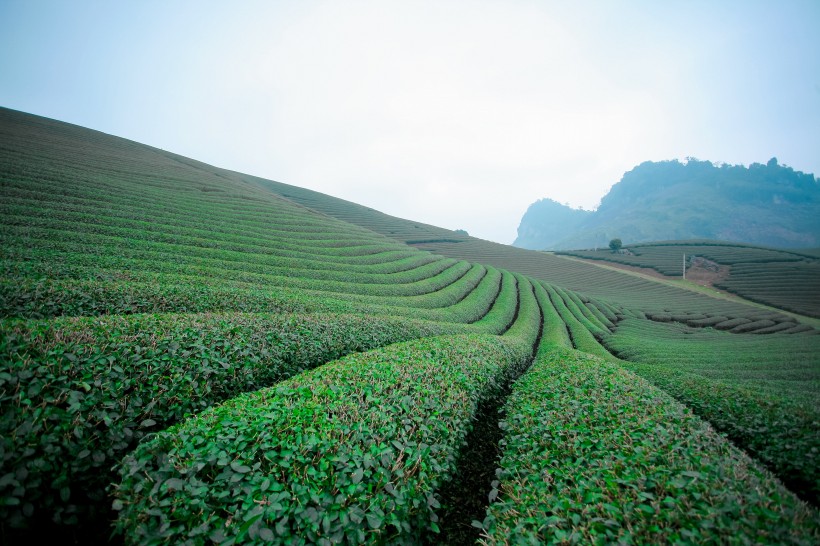 绿油油的茶园图片(10张)