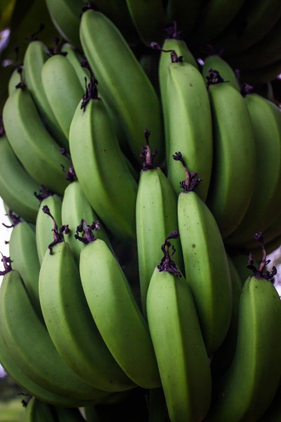 未成熟的绿色香蕉图片(11张)