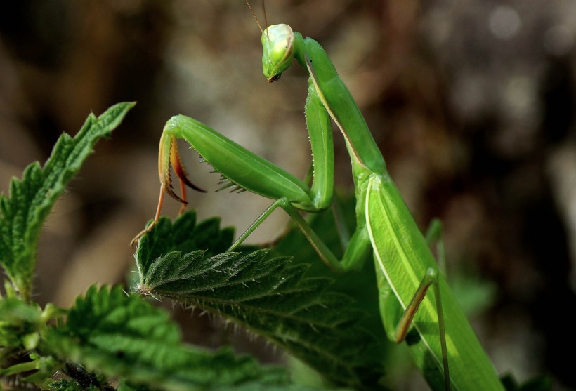 绿色霸道的螳螂图片(11张)
