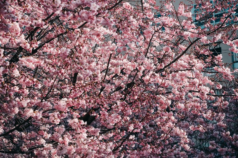 树梢上的樱花图片(14张)