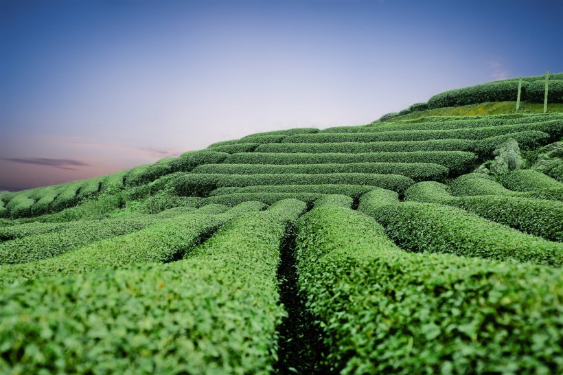 绿油油的茶园图片(10张)