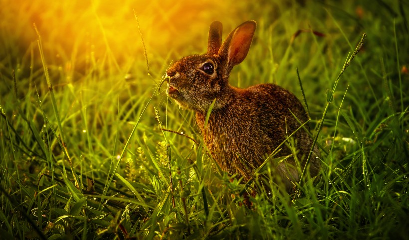 机灵的野兔图片(12张)