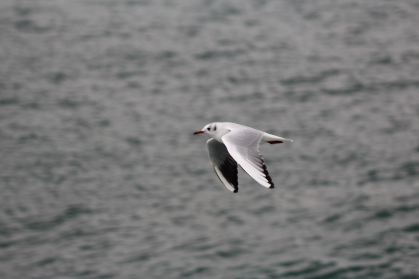 展翅飞翔的海鸥图片(13张)