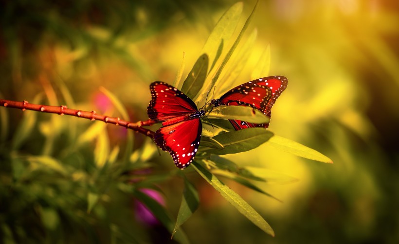 红色的蝴蝶图片(11张)