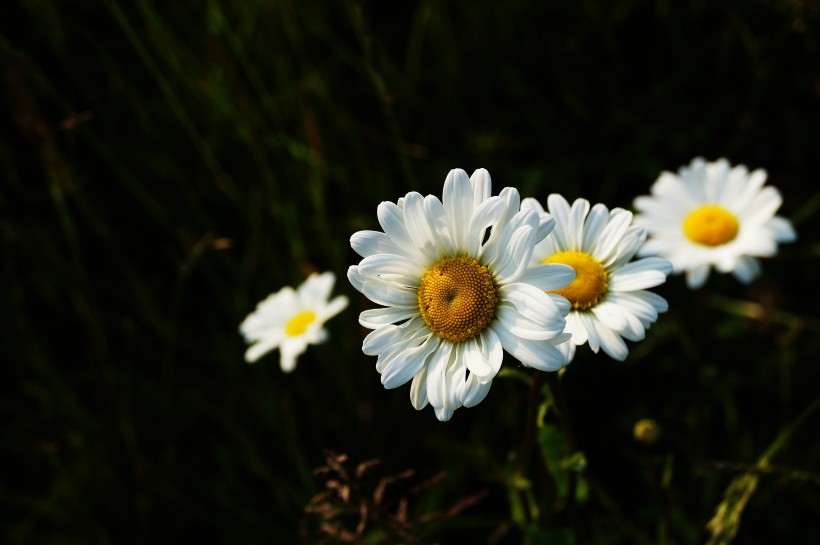 洁白的菊花图片(12张)