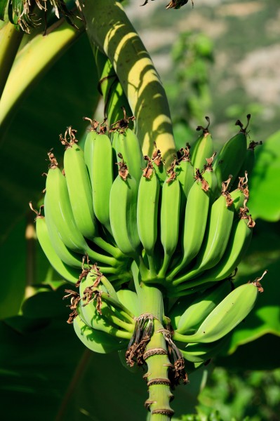 未成熟的绿色香蕉图片(11张)