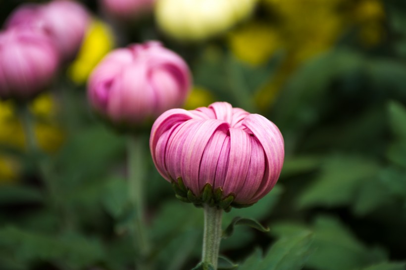 各种颜色艳丽的菊花图片(8张)