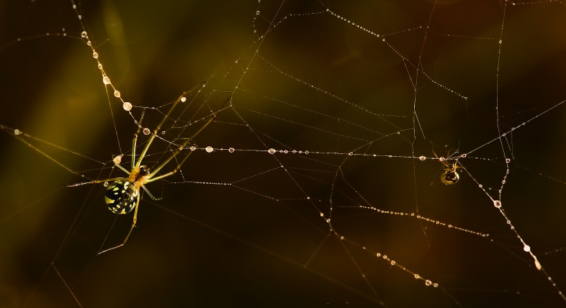 趴在蜘蛛网上的蜘蛛图片(11张)