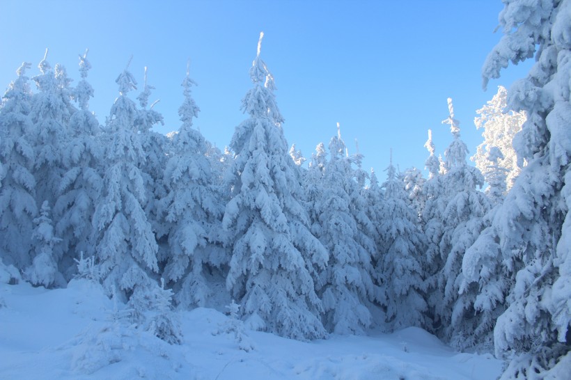 冬天被雪覆盖的树图片(14张)