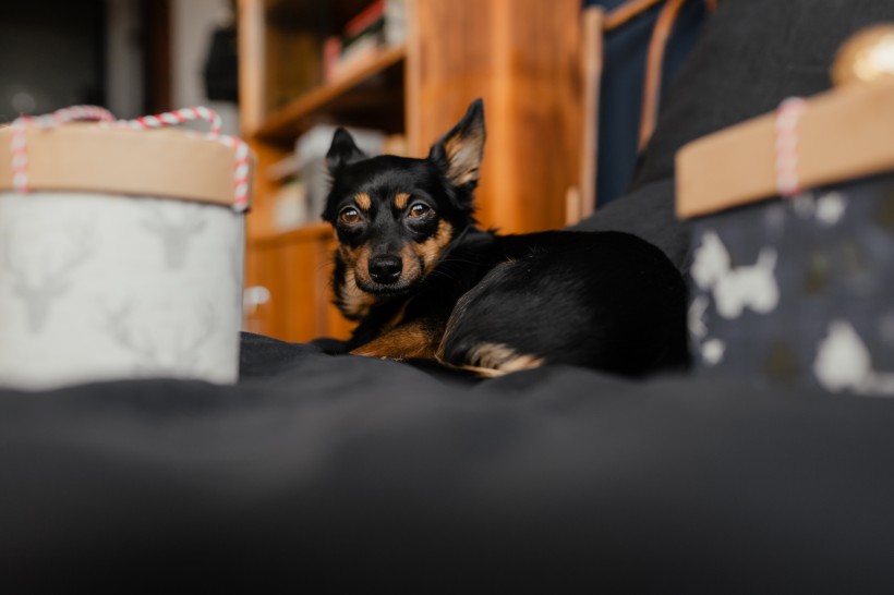 床上的礼物盒和狗图片(12张)
