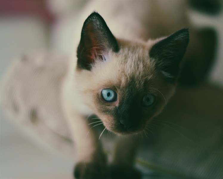 软萌可爱的小猫图片(11张)
