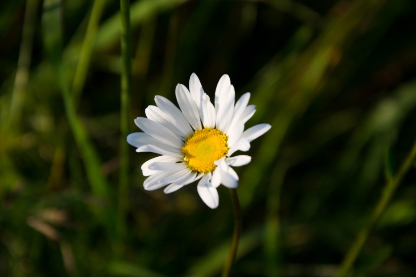 洁白的菊花图片(12张)