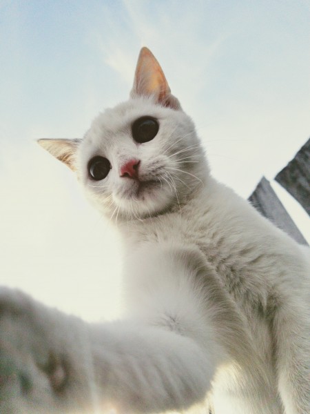 软萌可爱的小猫图片(11张)