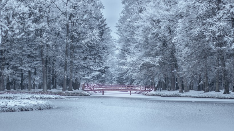 大雪覆盖的树木图片(11张)