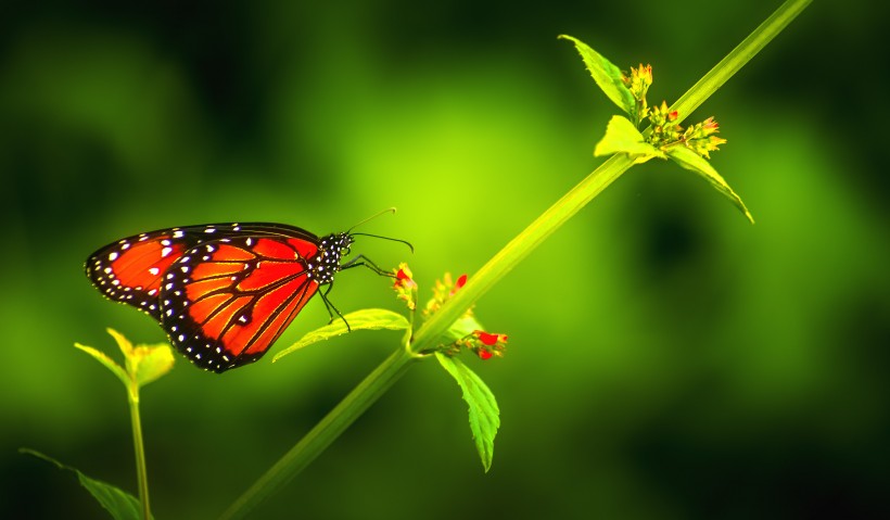 红色的蝴蝶图片(11张)