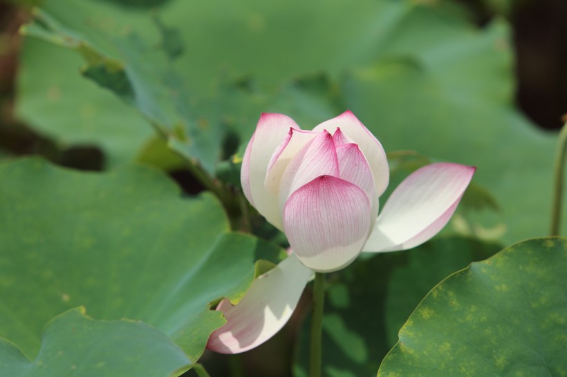 红莲花图片(12张)