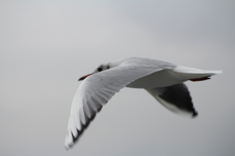 展翅飞翔的海鸥图片(13张)