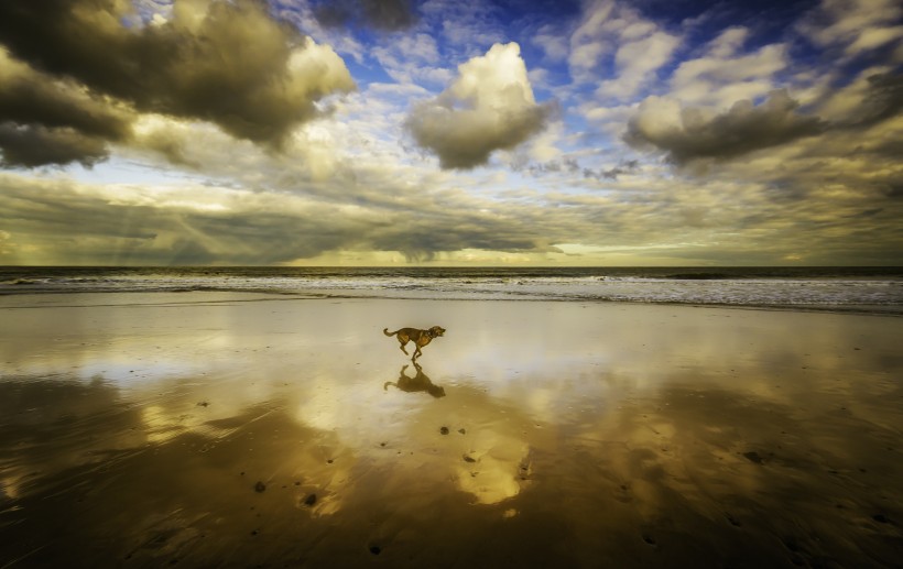 在海边玩耍的狗狗图片(11张)