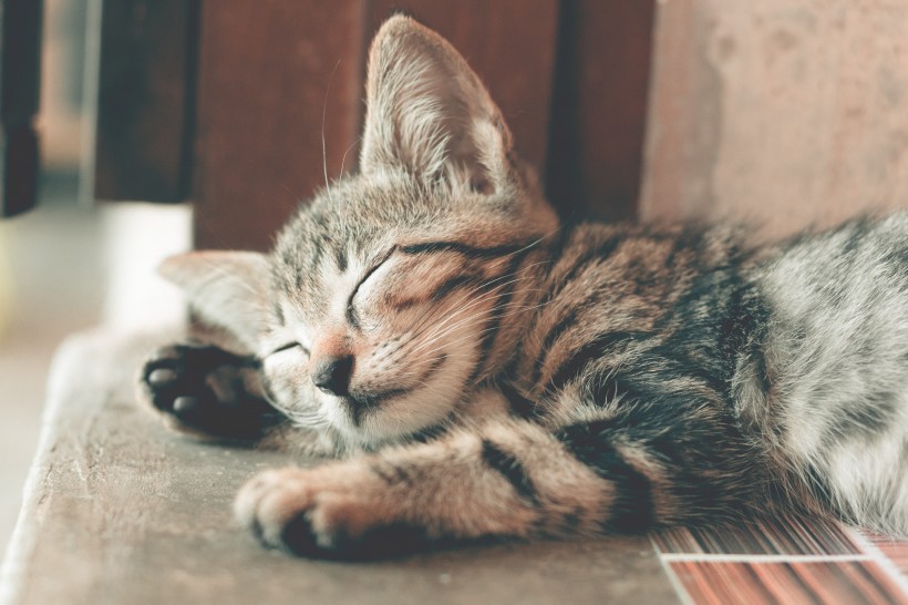 睡觉的小猫图片(14张)