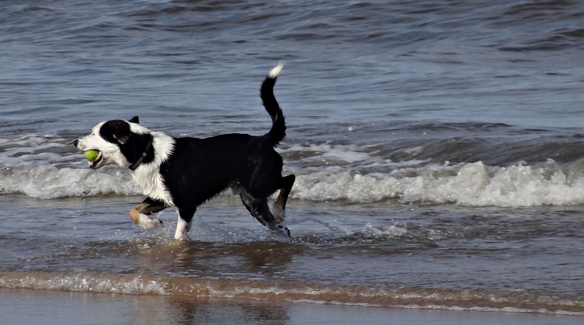 在海边玩耍的狗狗图片(11张)