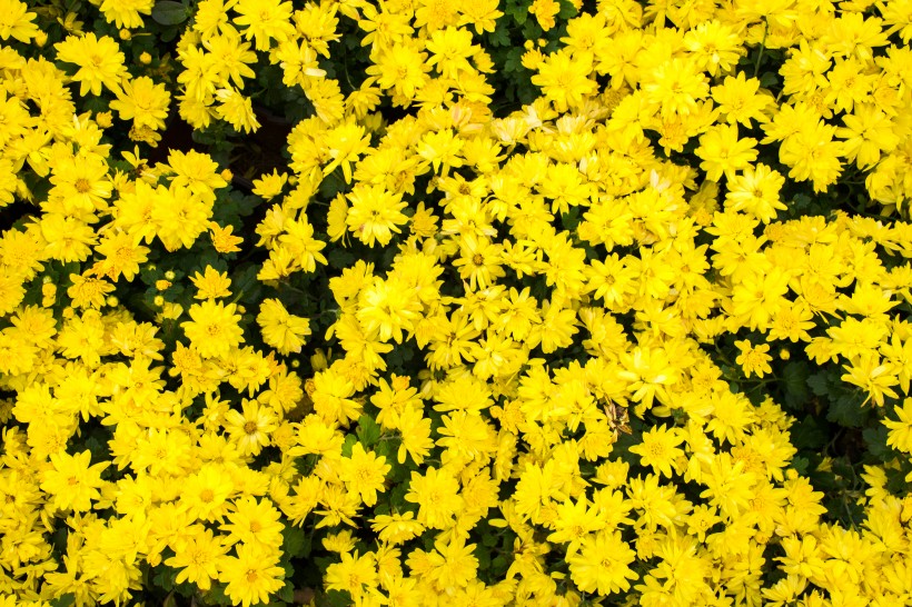 各种颜色艳丽的菊花图片(8张)