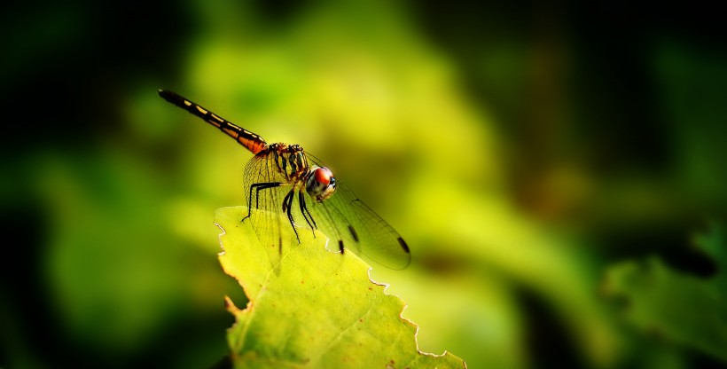 轻盈的蜻蜓图片(11张)