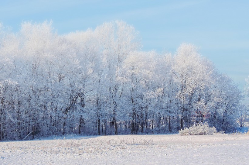 大雪覆盖的树木图片(11张)