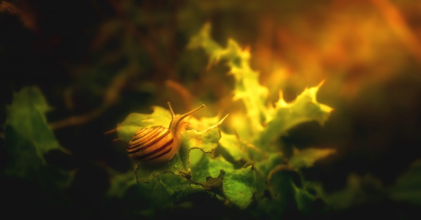树叶上的蜗牛图片(10张)