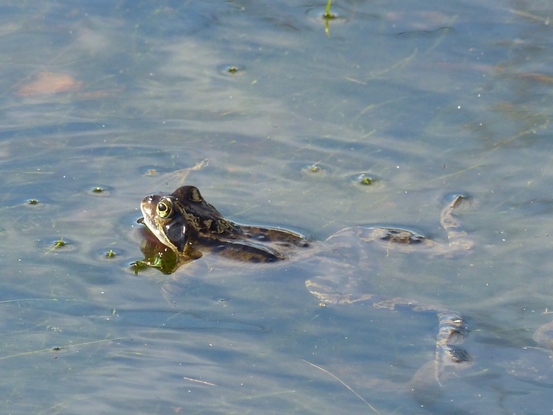 池塘里的青蛙图片(13张)