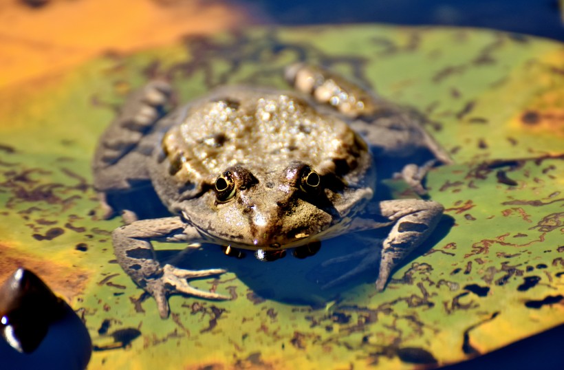 池塘里的青蛙图片(13张)
