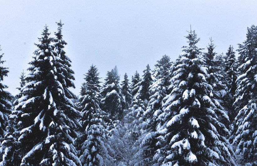 冬天被雪覆盖的树图片(14张)